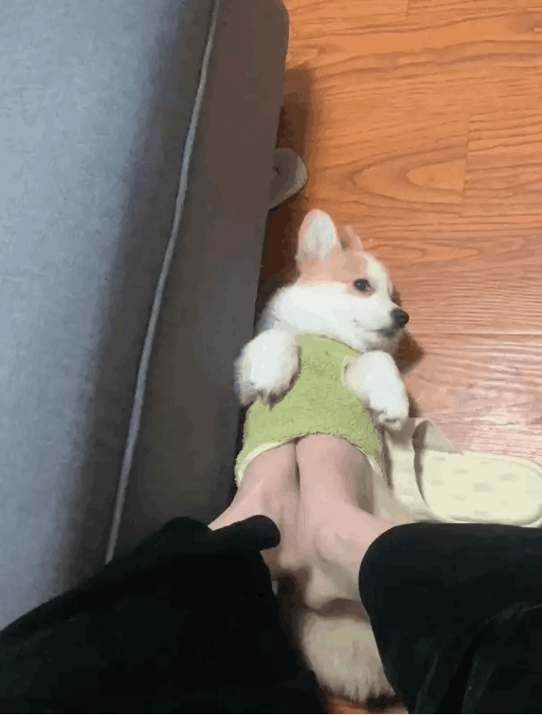 图一：家里要没有狗子存在的话，这个家真的就散了，就连暖脚的活都要它。
图二：现在