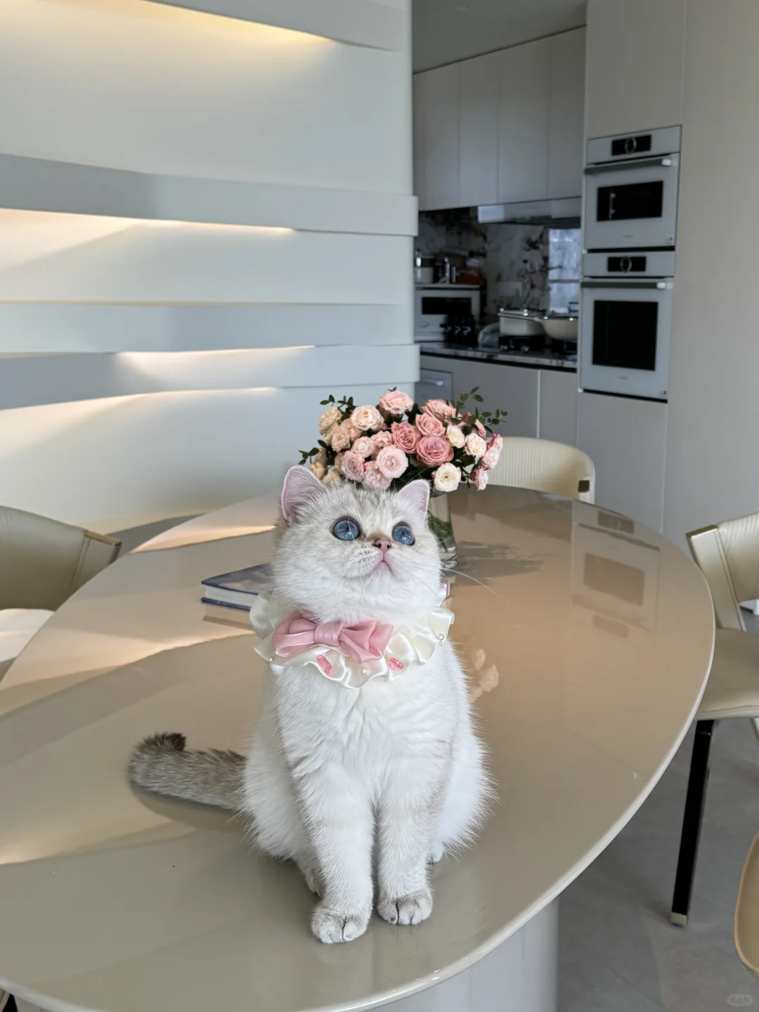 爱猫如养花，你越用心花越漂亮💐