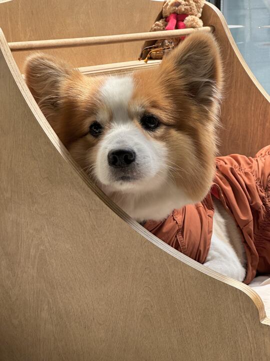 好愁的大狗头