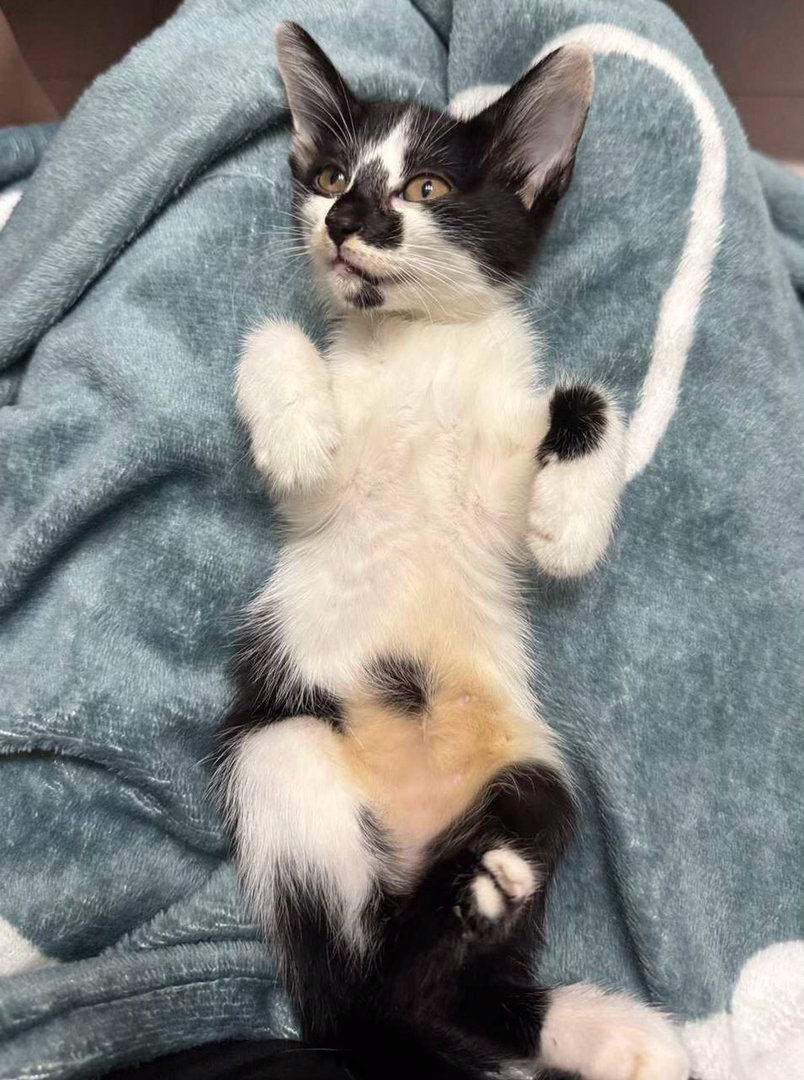 晚安，我保证明天我还会是坏坏的。daily奶牛猫 （投稿：） 