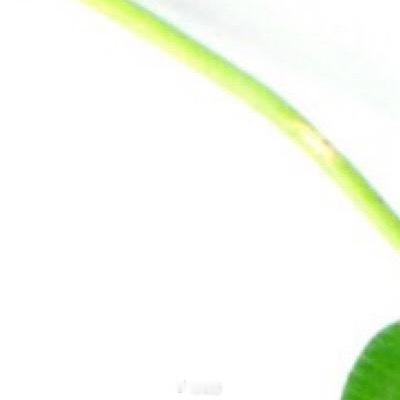 每日一善 🍃种植 🍃诜冬 四叶草对土壤的适应性远超想象，但优质土壤能使其生长