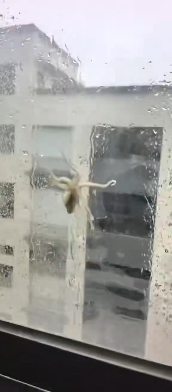 浙江，男子在自家厂房四楼躲避台风时无意间瞥见窗户上趴着只小章鱼，便打开窗户把小章