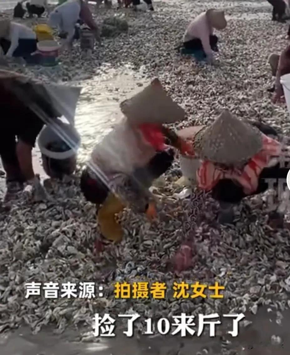 实现海鲜自由了，台风过后，沿海附近的居民可忙可忙了
大风刮来成千上万的海鲜，一望
