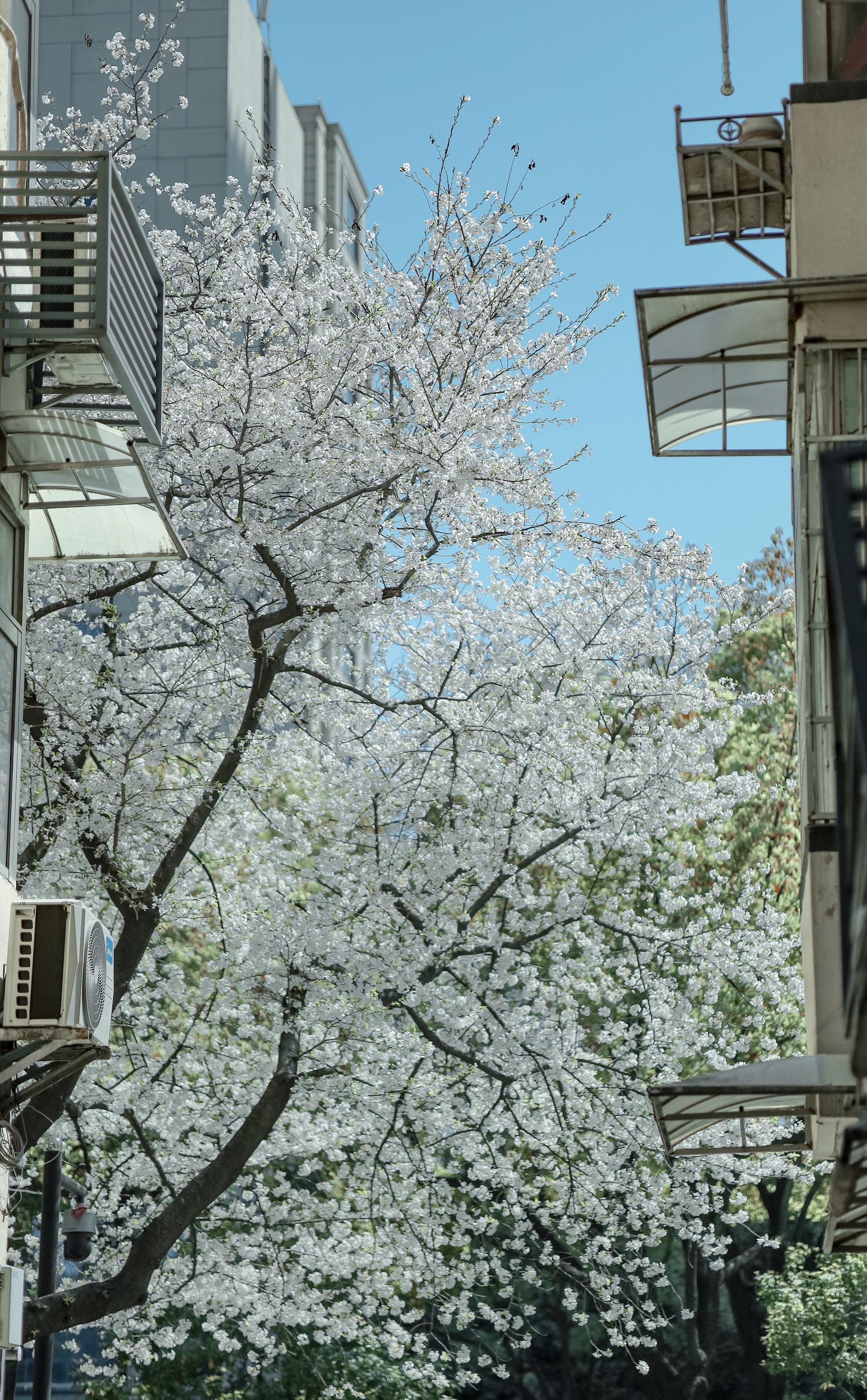杭州春日赏花地图，可惜你不在三月的杭州！三月的杭州简直是赏花的天堂 给...
