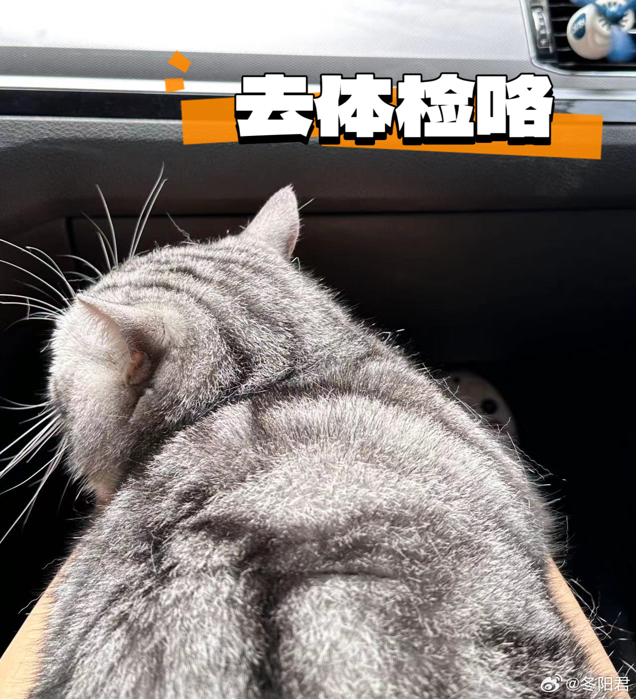 苏大强体检记！！！物业第一次看到苏大强：它好肥啊！！！[吃惊]结果果然！！没有其