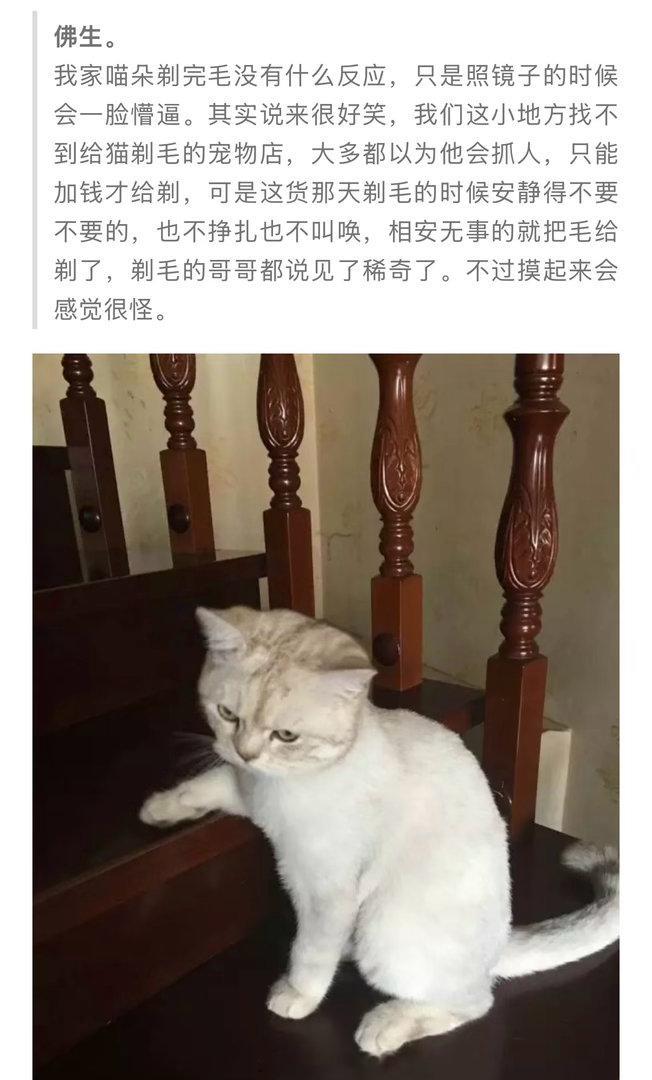很多年没说话的公号粉丝突然出现，关注我的时候还是高三学生，多次投稿自己的猫-喵朵