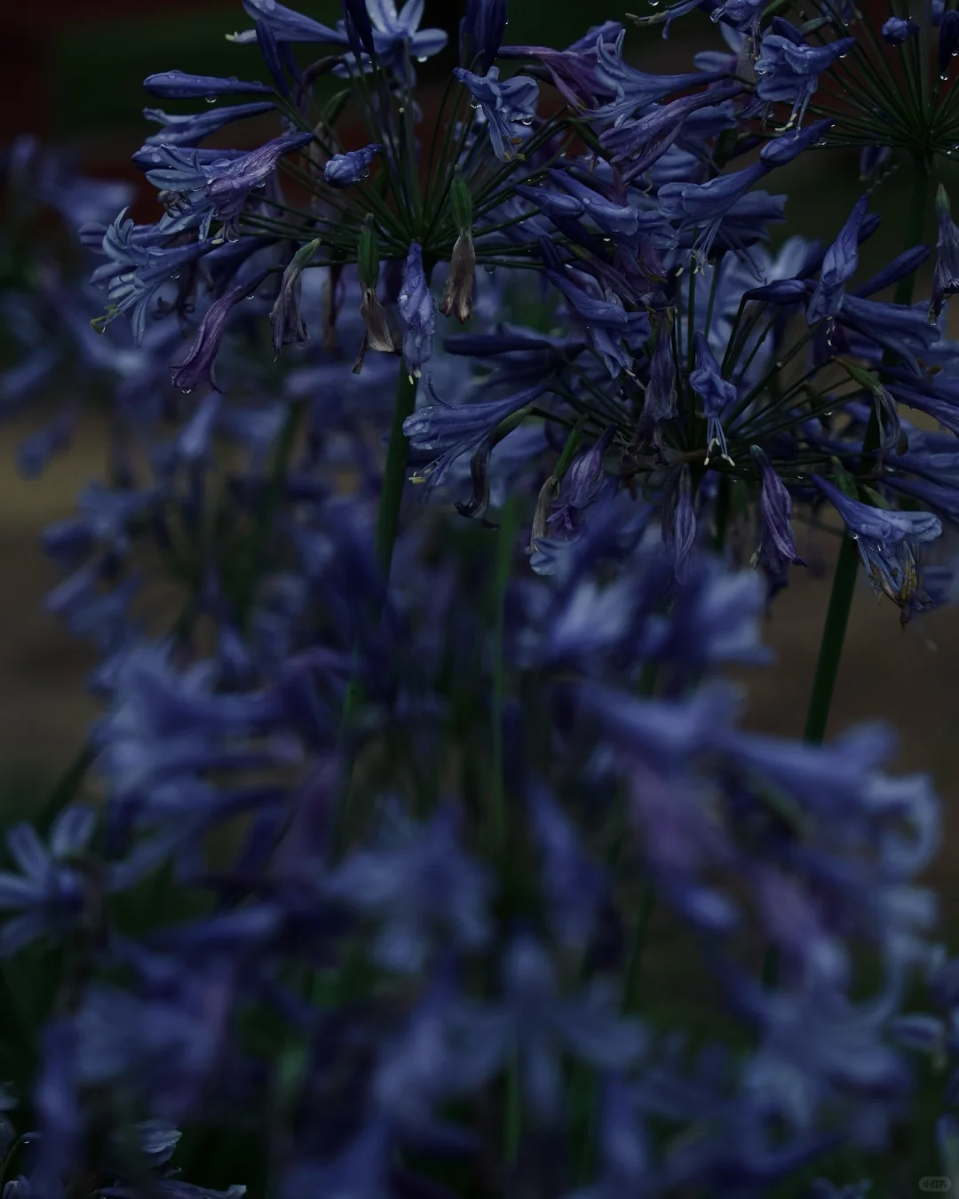 💙💐百子莲，花中仙子降临