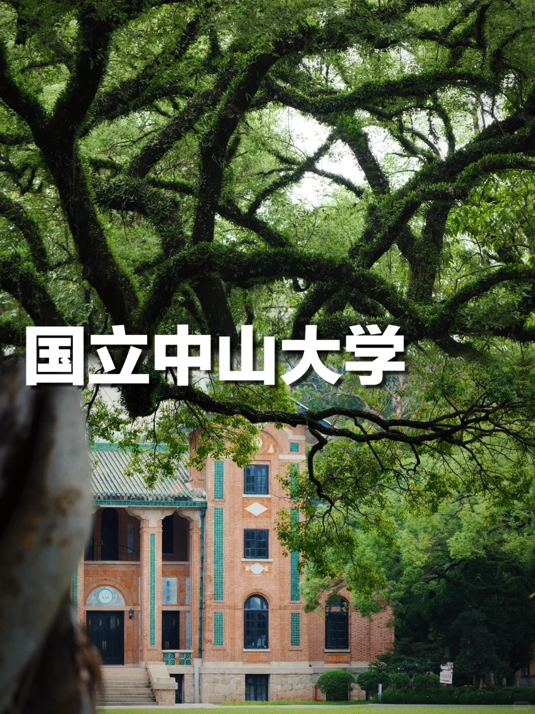 南方最美校园，这满满的树张力🌿