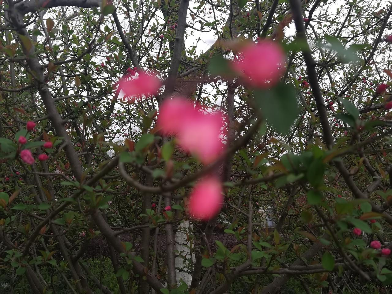 垂丝海棠即将开放！