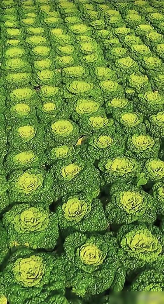 活了五十三岁才知道，夫妻之间并不是过的时间越久，感情越深，亲情越浓的。

谁能想