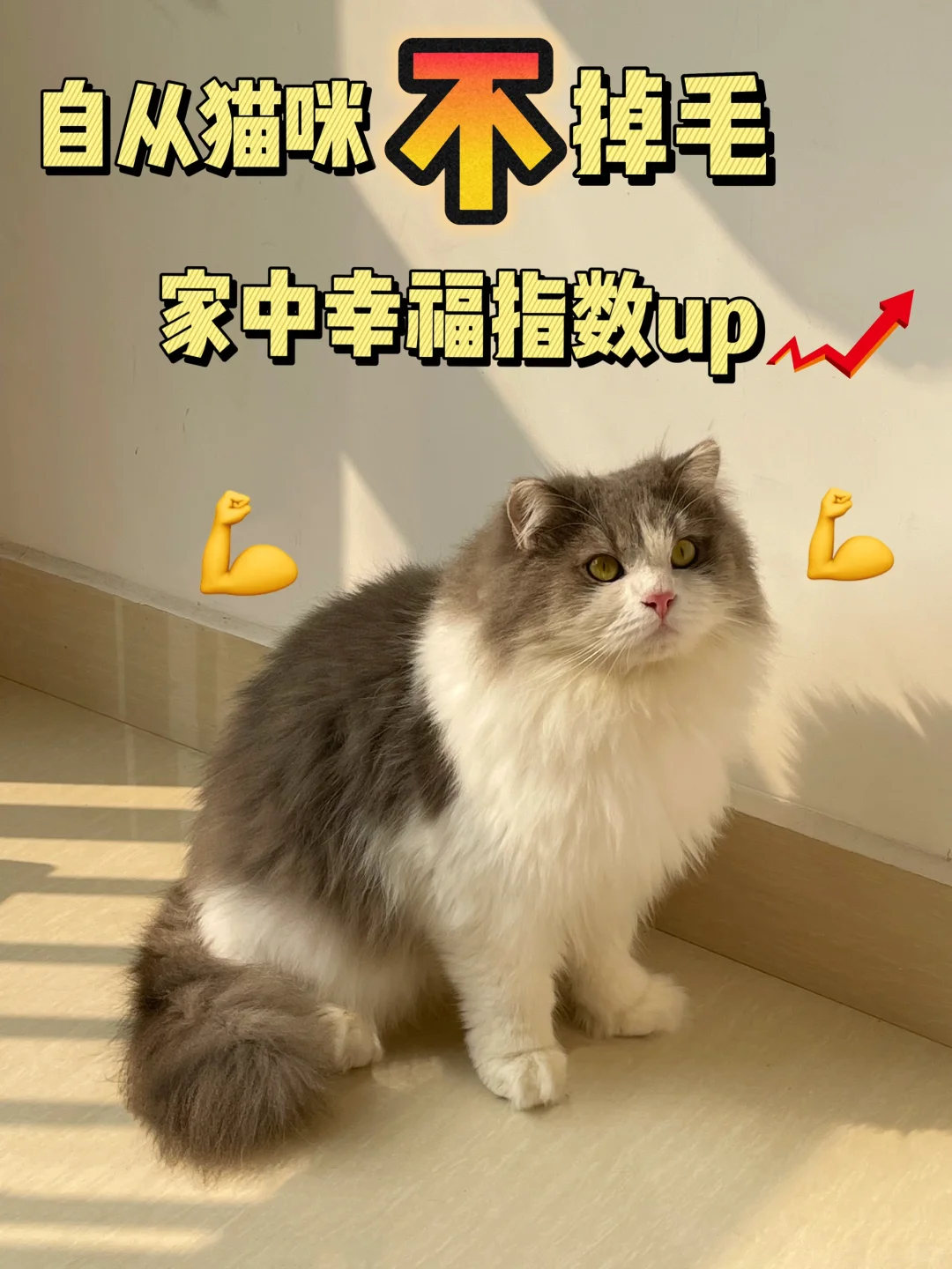 自从猫咪不掉毛！我家幸福指数直线上升📈