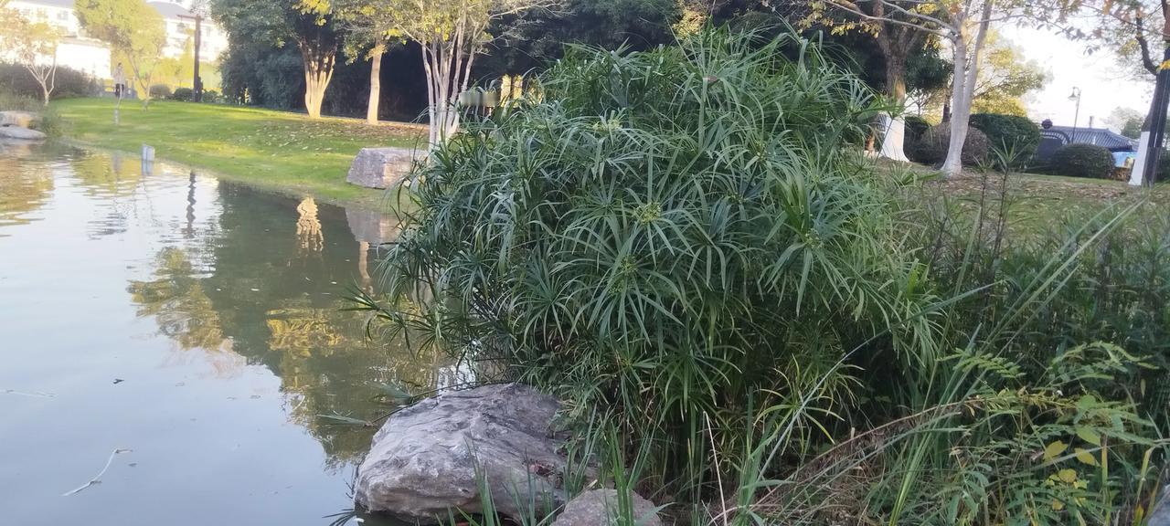 水清鱼跃，绿荫如翠。