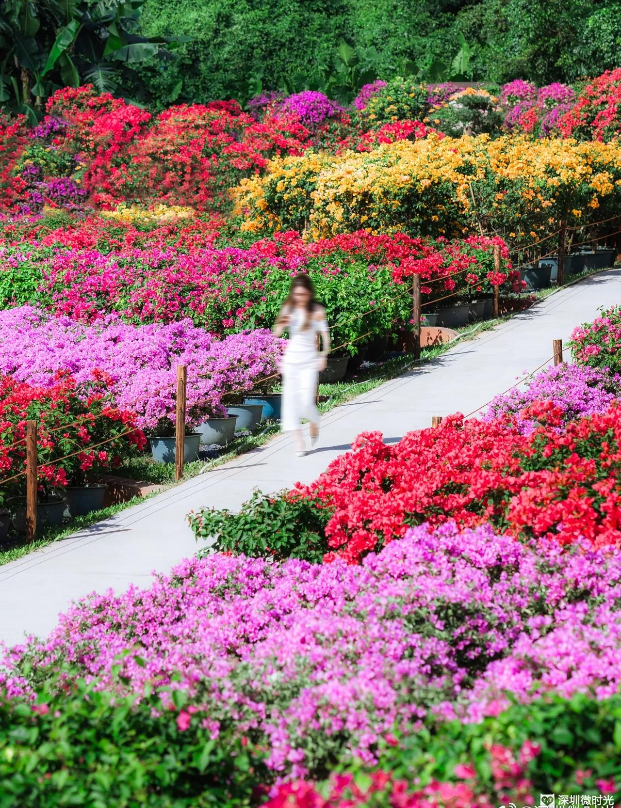 📍深圳今日天气实深圳
🌡️ 多云间晴天；气温21-27℃；偏北风3-4级，沿