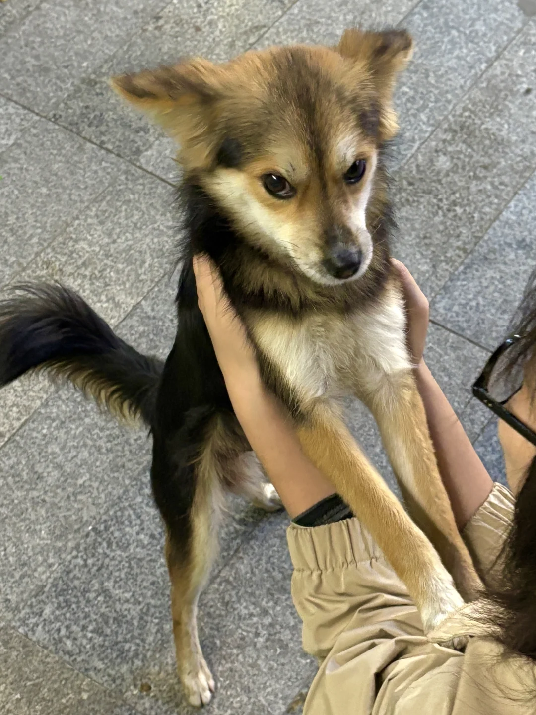 交际花狐狸狗的作息已经被我们摸清