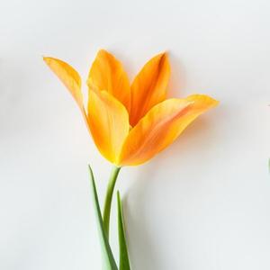 活泼圆月