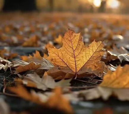 十月秋意浓，千家风扫叶，
篱笆菊已黄，万雁随风归，
杮树叶凋落，红柿甜蜜蜜，
仰