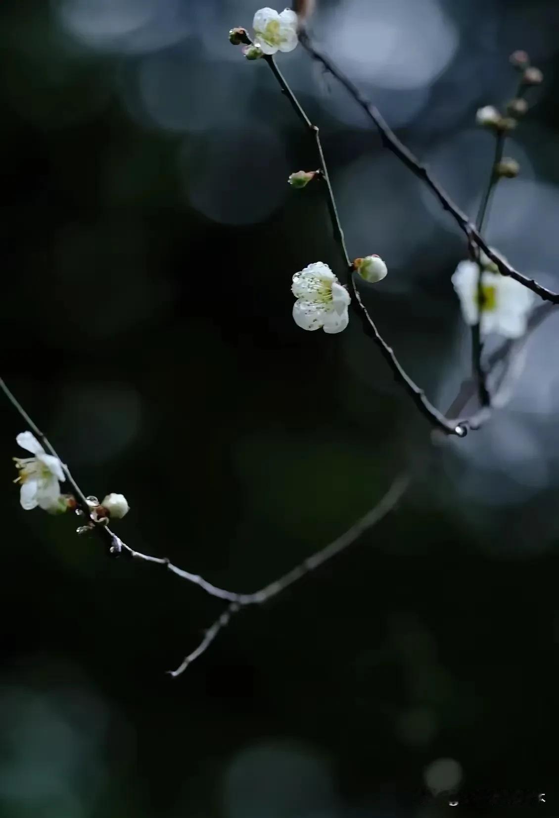 中州盆景情，游江匠心梦
 
在河南这片广袤且充满韵味的土地上，有一处宛如世外桃源