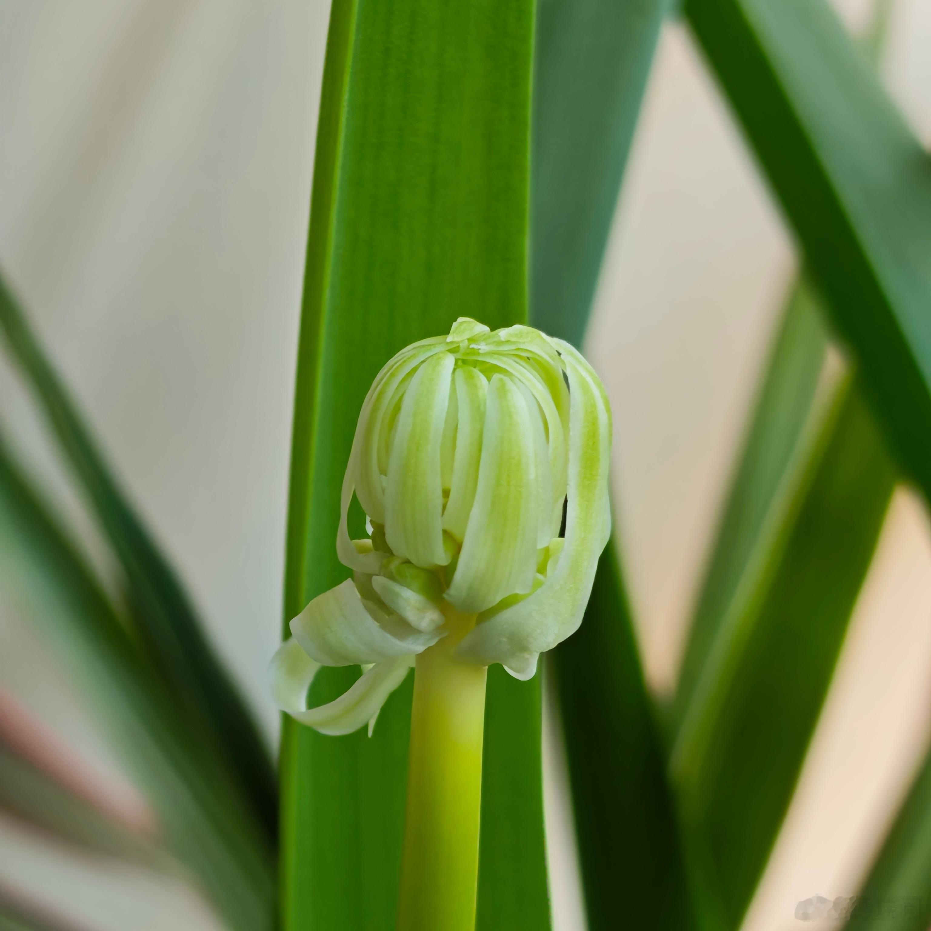 虎眼万年青，它的花语是“友谊长存，青春永驻”，常被用作切花或盆栽观赏。 