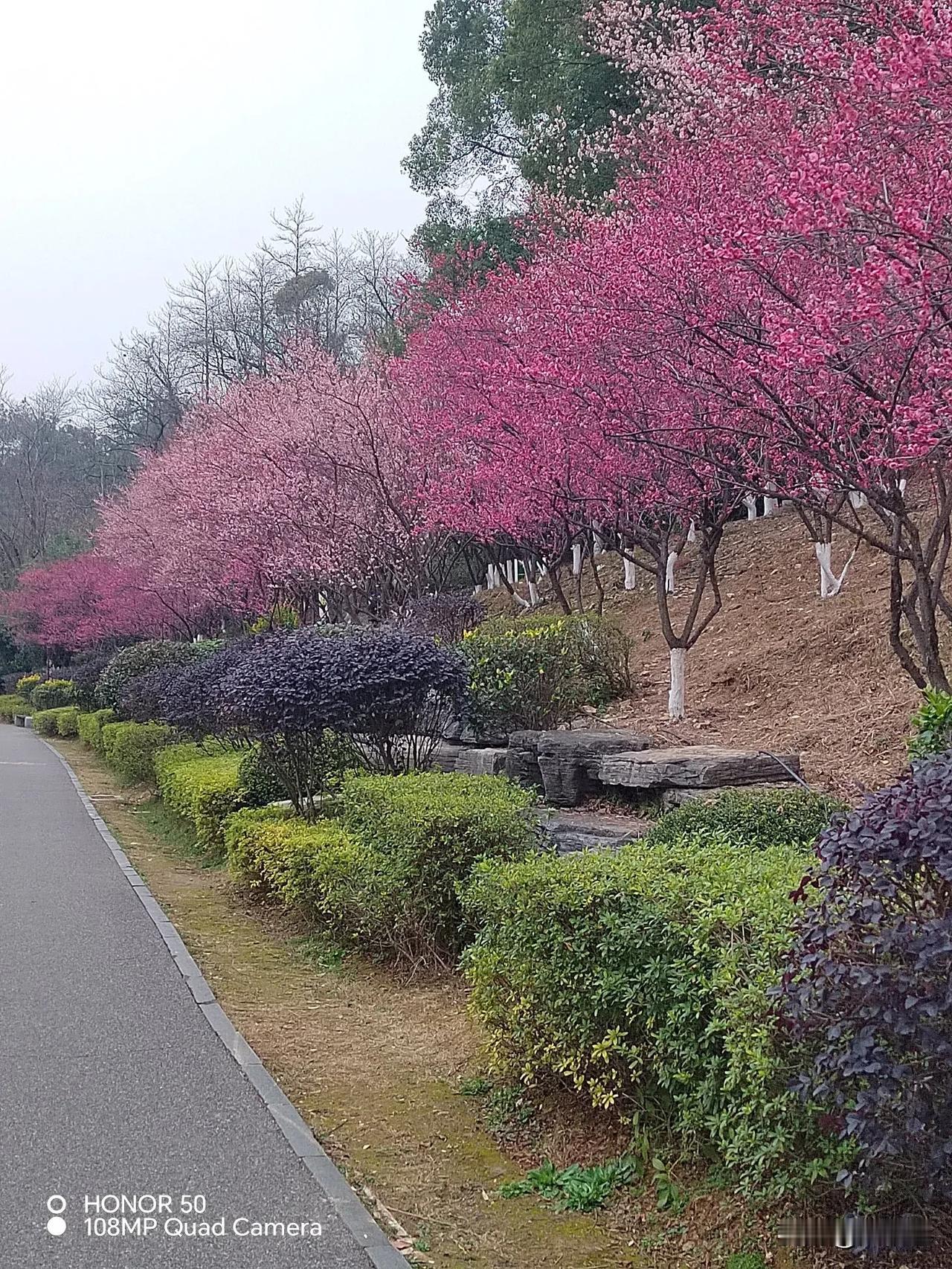 早春二月梅花艳，寒冷正月有暖色