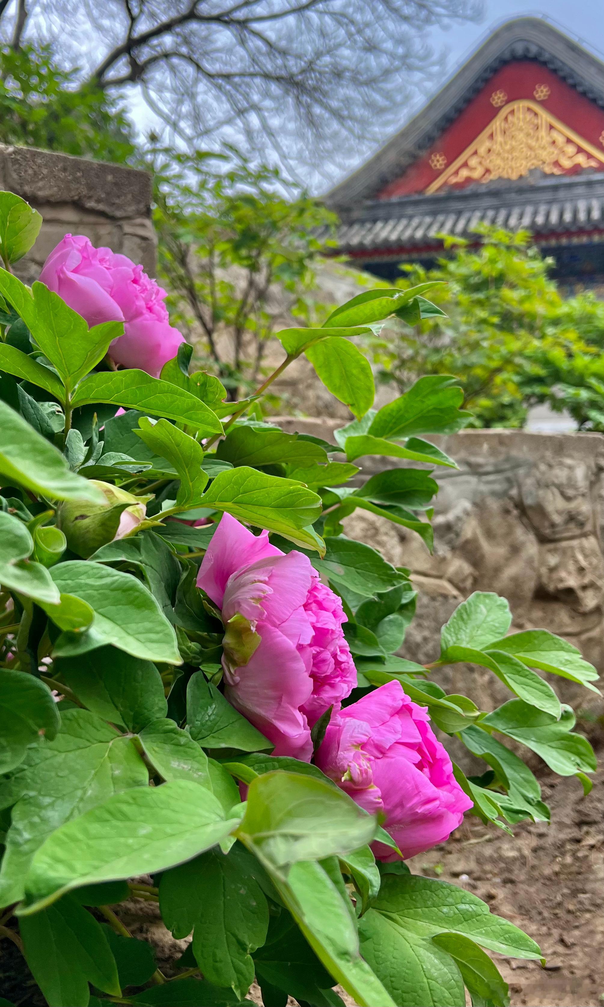 颐和园 仁寿殿旁 牡丹初开摄影