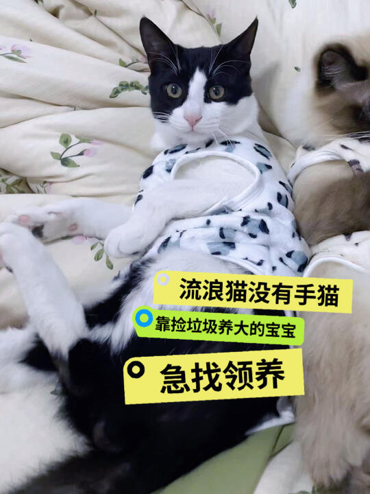 小猫马上无处可去了，急
