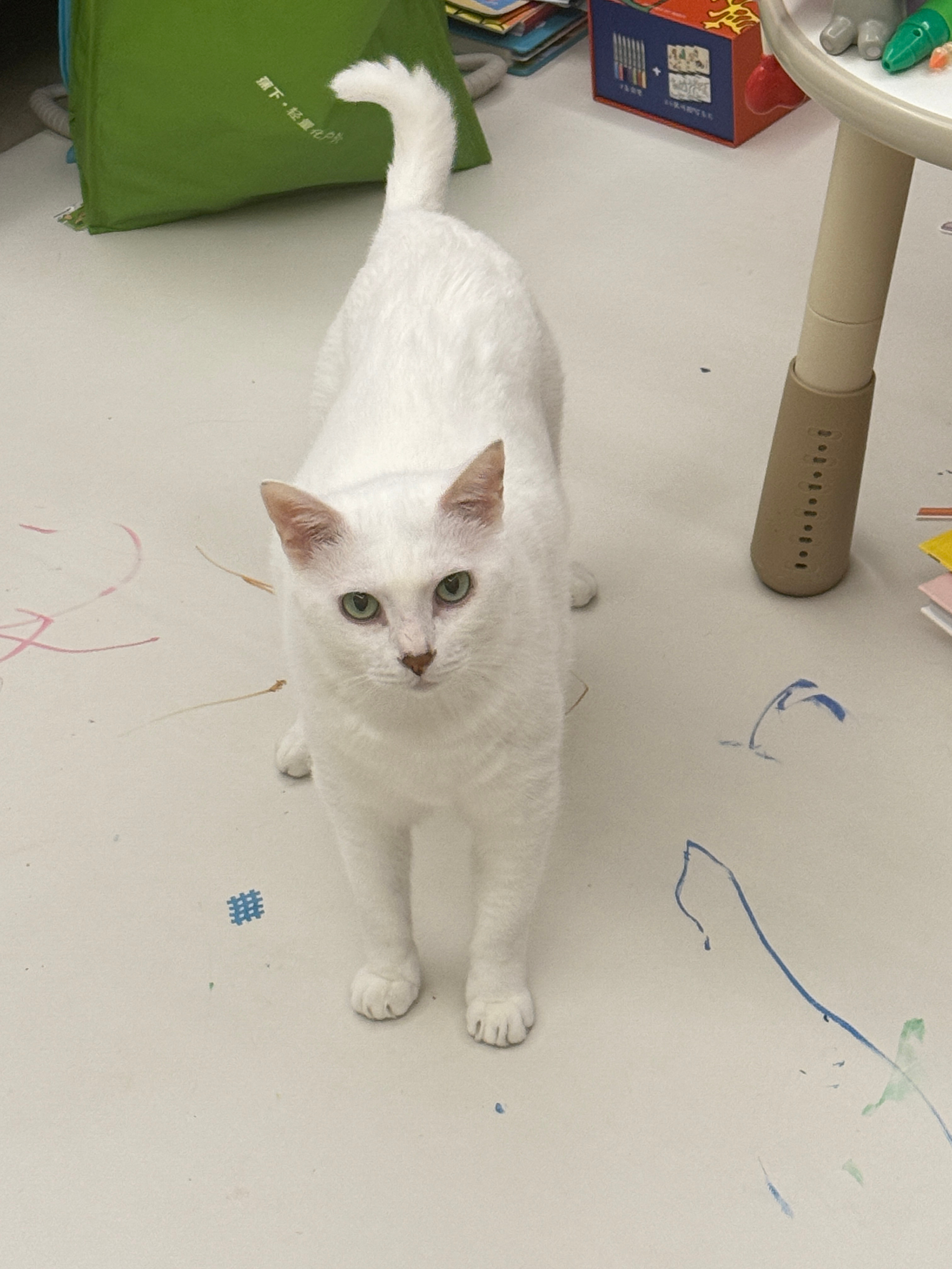 有人说很久没看到小熊有人说很久没看到奴奴来吧一次看个够俩毛正在骂饭呢 