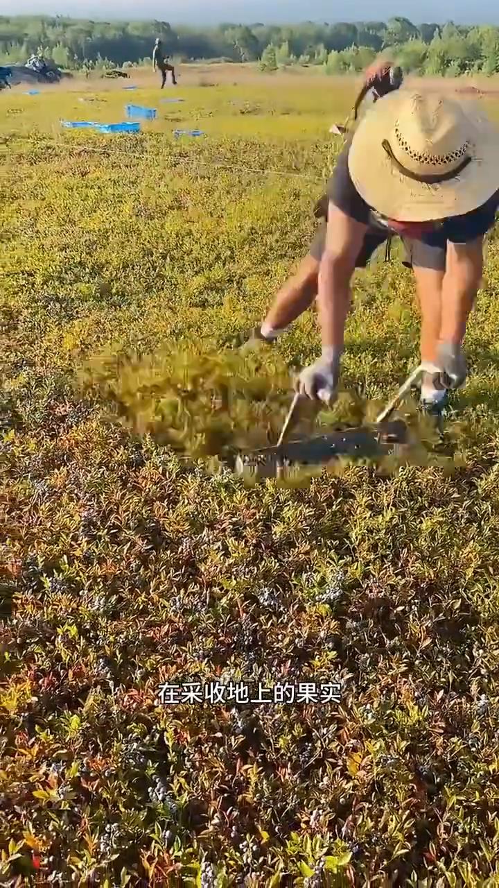 注意看，这位工人正手持一个工具在采收地上的果实，而这地上所结出的果实正是你们平日