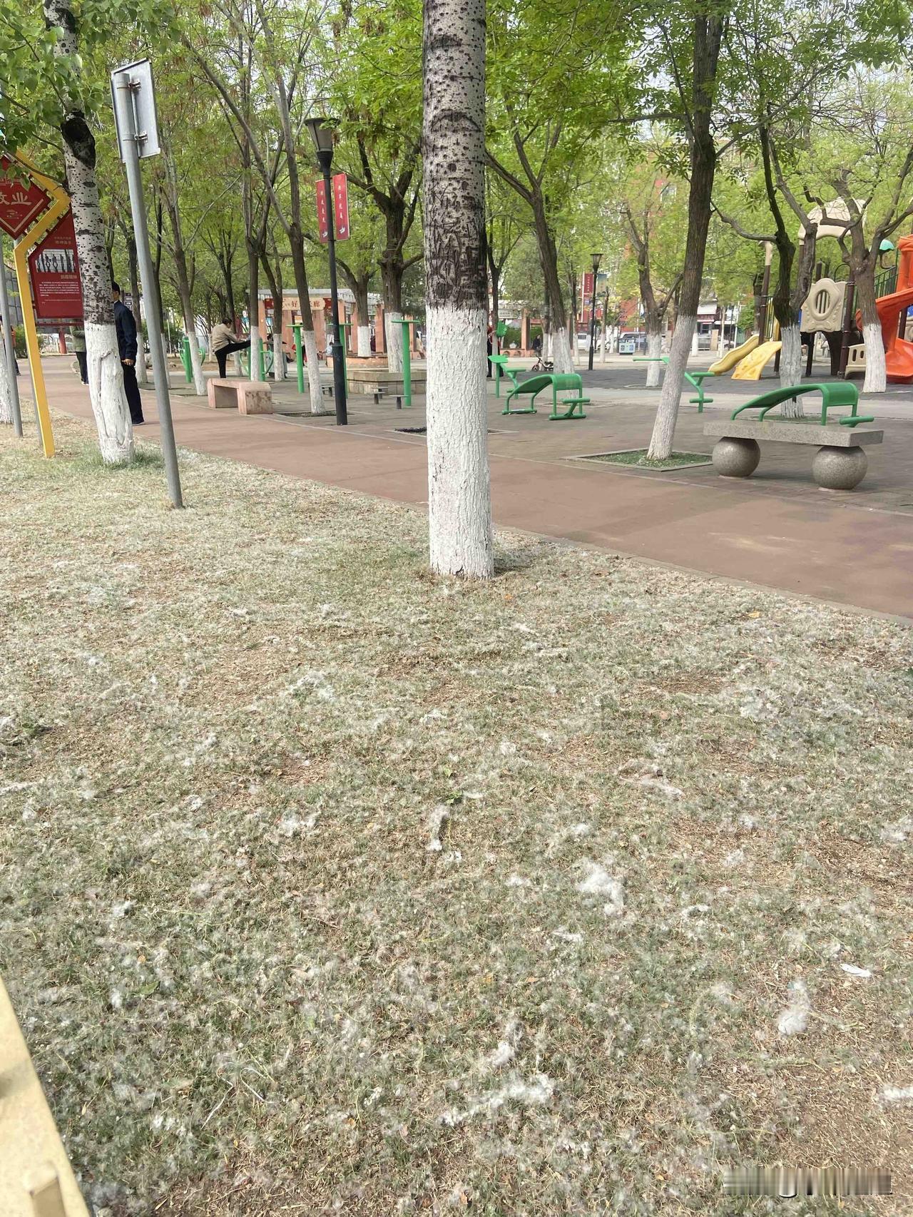 春天最烦人的事情就是，这满地的掉落的像雪花一般飘落的杨树毛子了！

地上就像铺了