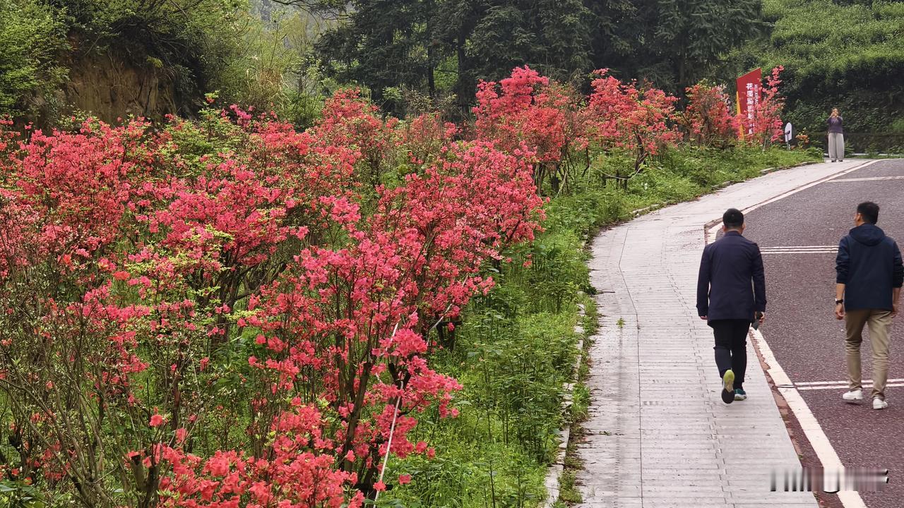 雨后的杜鹃花，是否愈发娇艳了呢？安庆花溪茶谷杜鹃花