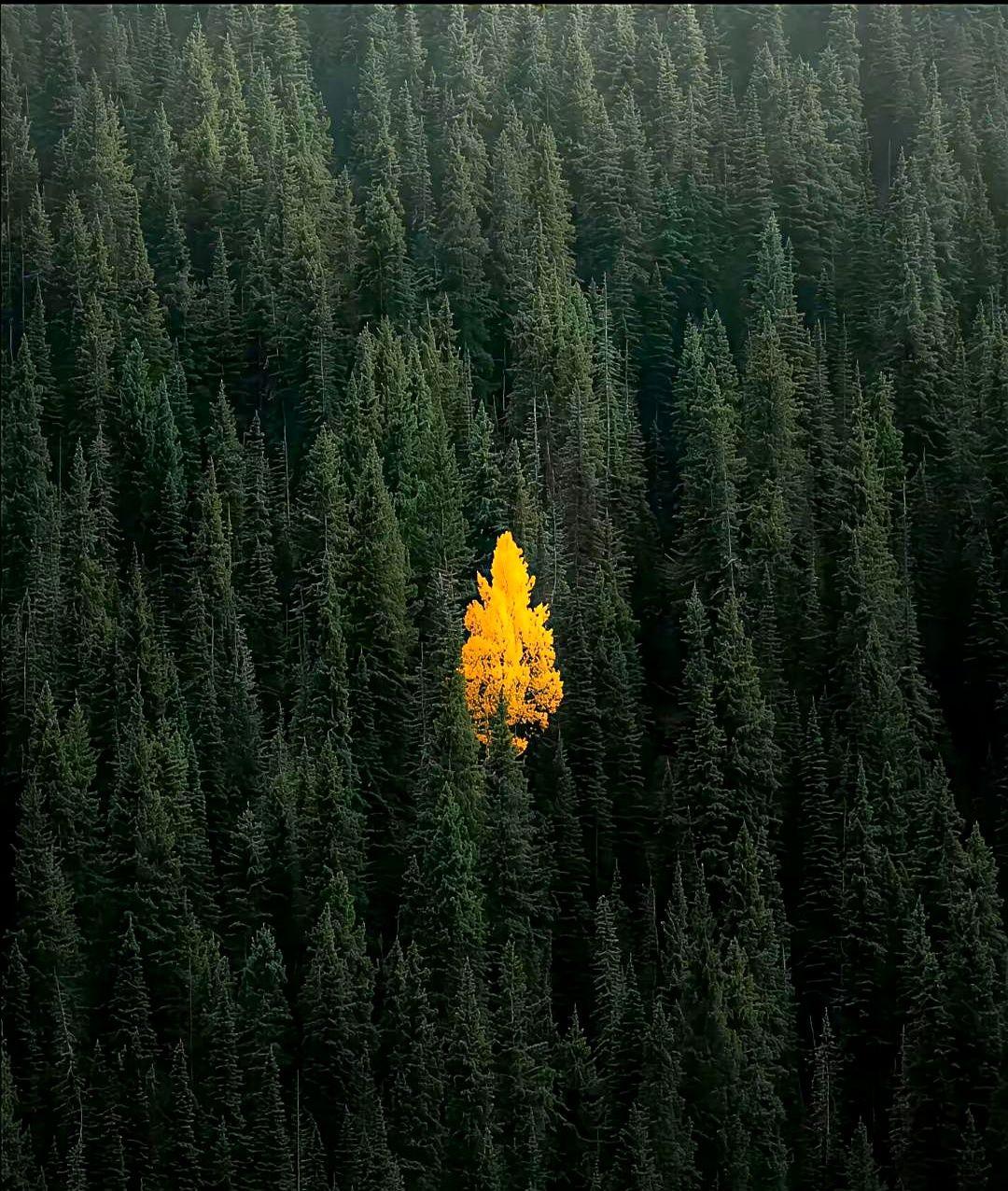 科尔的首发实验，差点又把勇士送走。

2025年12月29号打篮网这场，开局直接