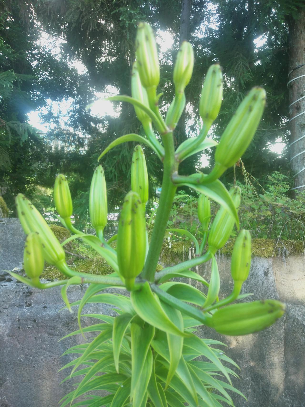 来仙女山避暑已有三个夏天，我见得最多的便是这种花，可直至如今，我竟叫不出它的名字