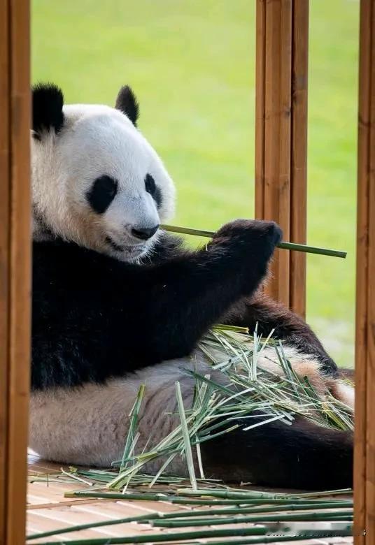 欧洲国家违约退返中国大熊猫，引发各方热议！


芬兰艾赫泰里动物园发表声明称，由