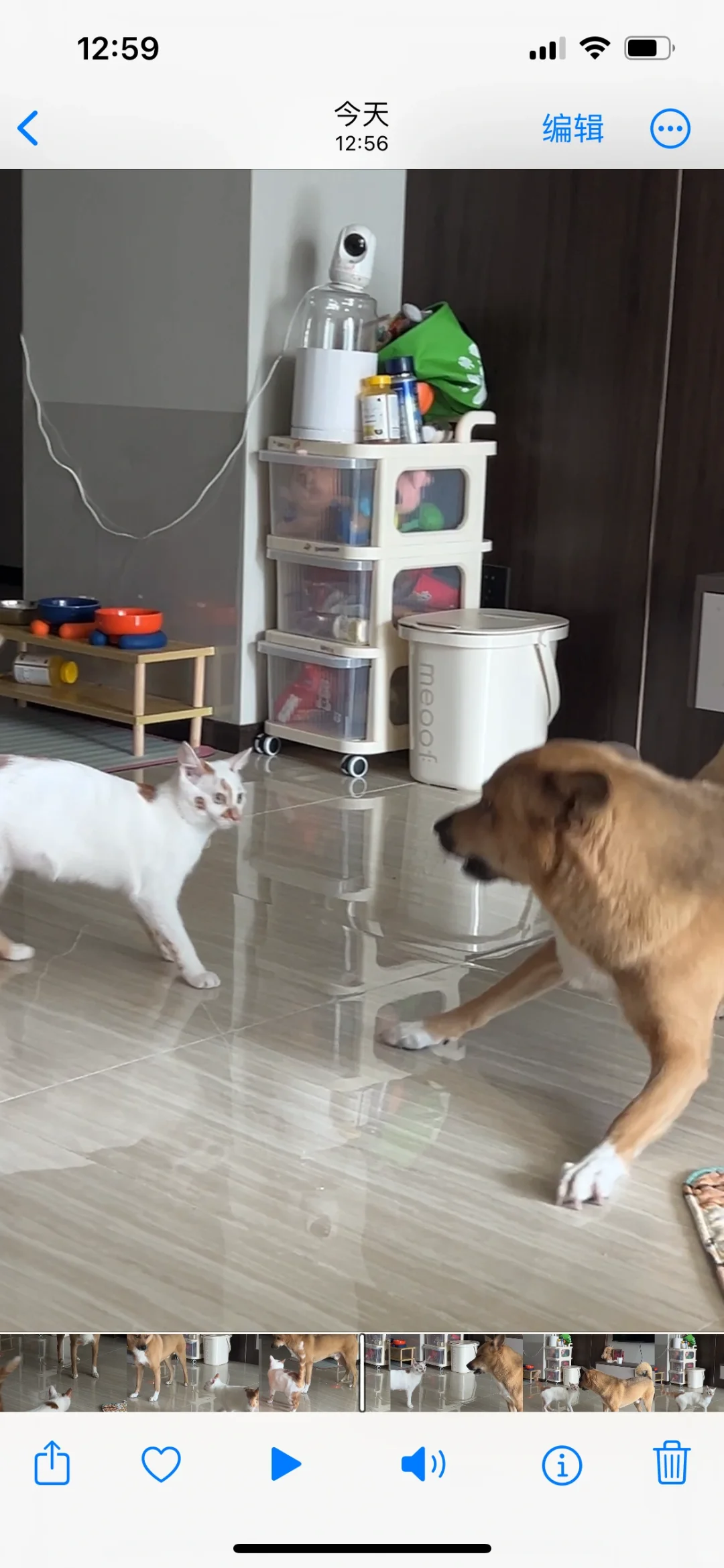 左滑查看猫狗打架