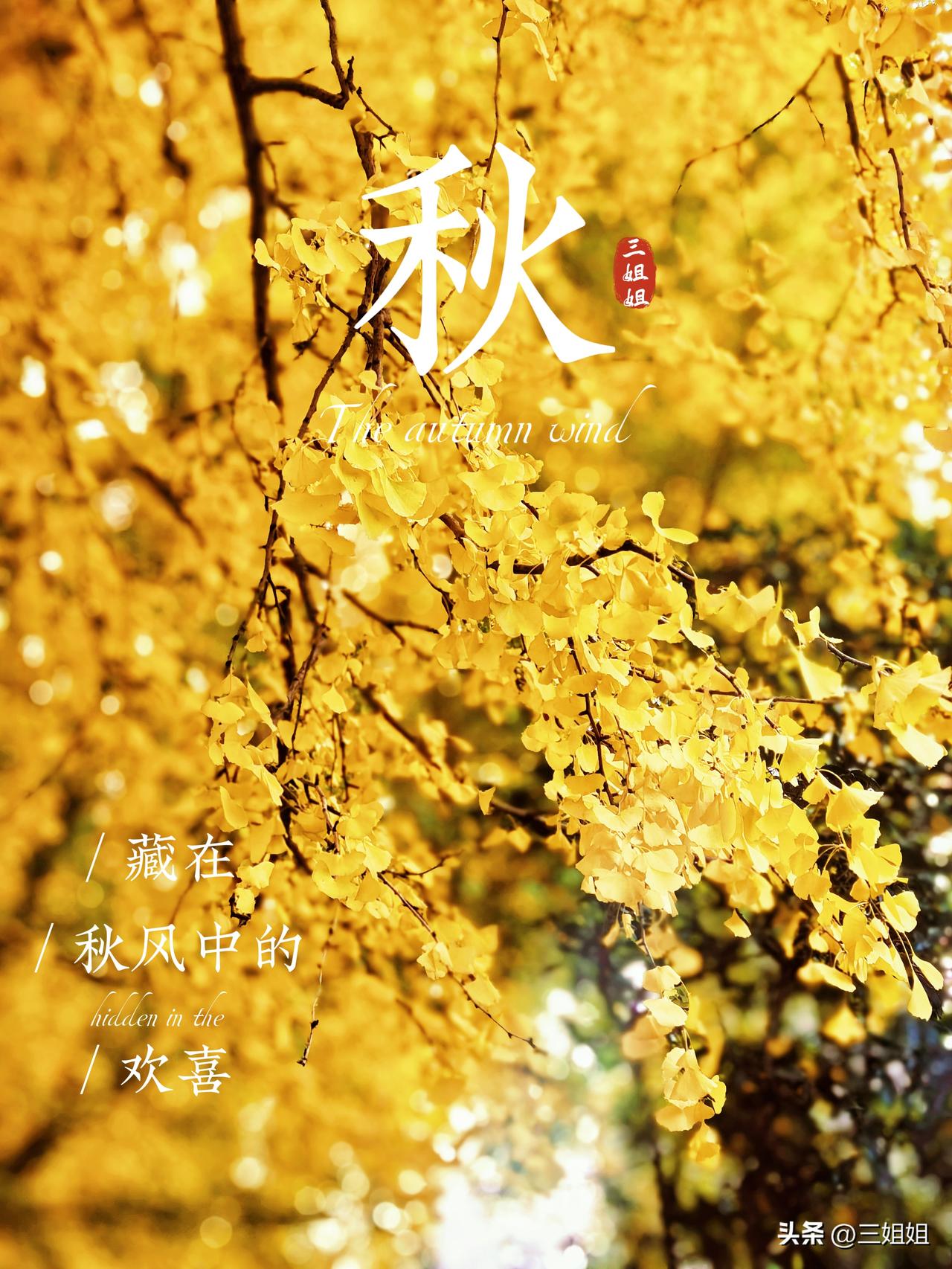 郑州胡公祠的银杏已然泛黄，不过最佳观赏期尚未到来。每年秋日，我都心心念念着胡公祠