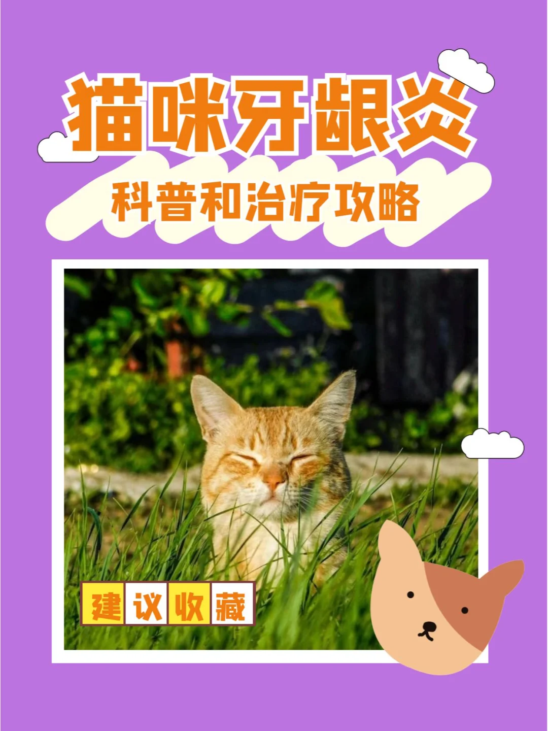 猫咪牙龈炎和口炎症状有什么区别？