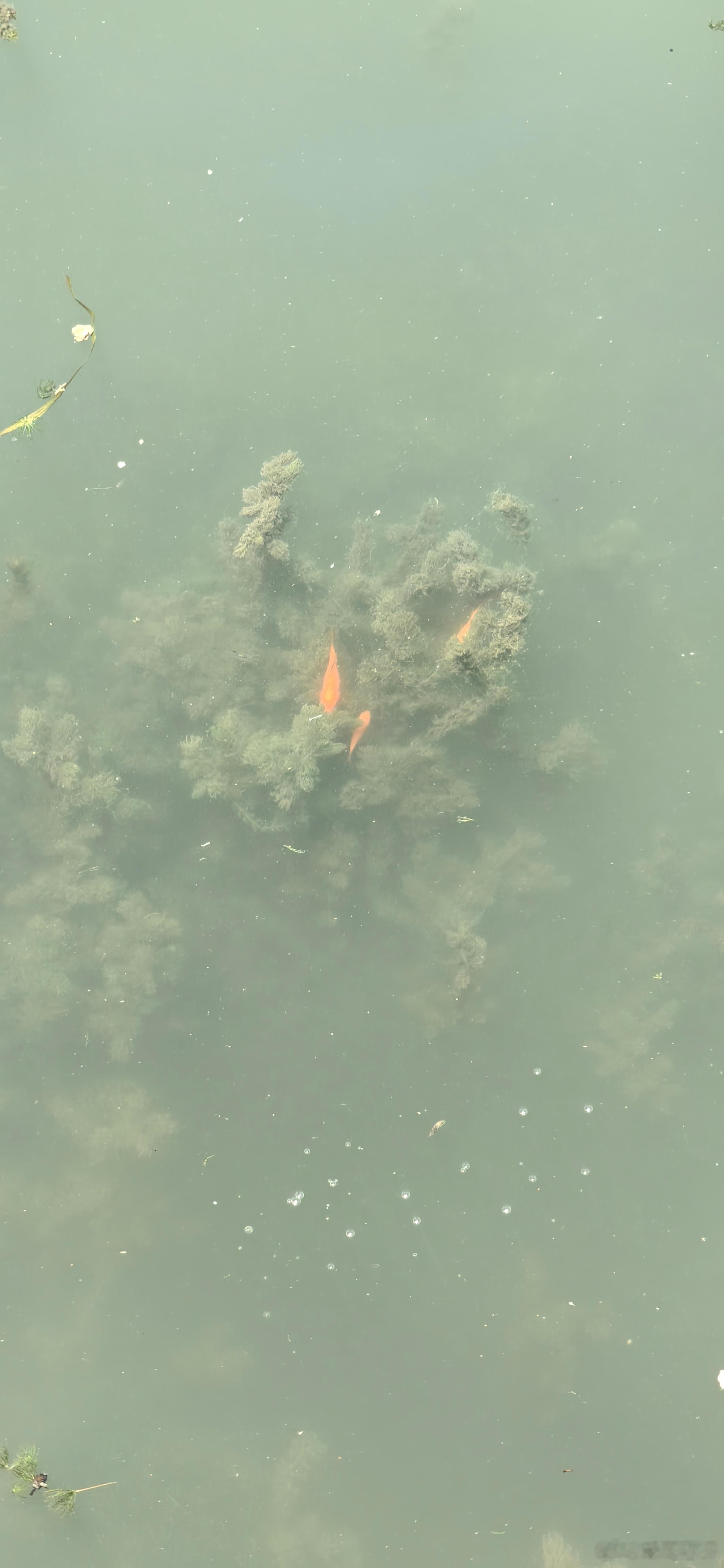 大爷大妈们到底往护城河里放生过多少小金鱼儿啊，光明闸往上这一段，只要有一团水草，