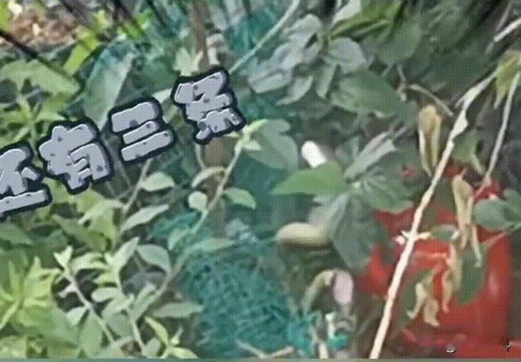 给蛇打死结它能解开吗？一位60岁的捕蛇人告诉我，80%的人不知道，见到蛇打结要远