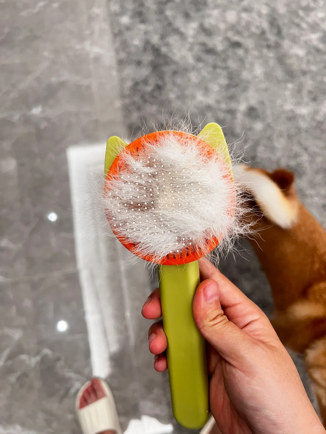 夏天掉毛竟然如此严重，怎么办？