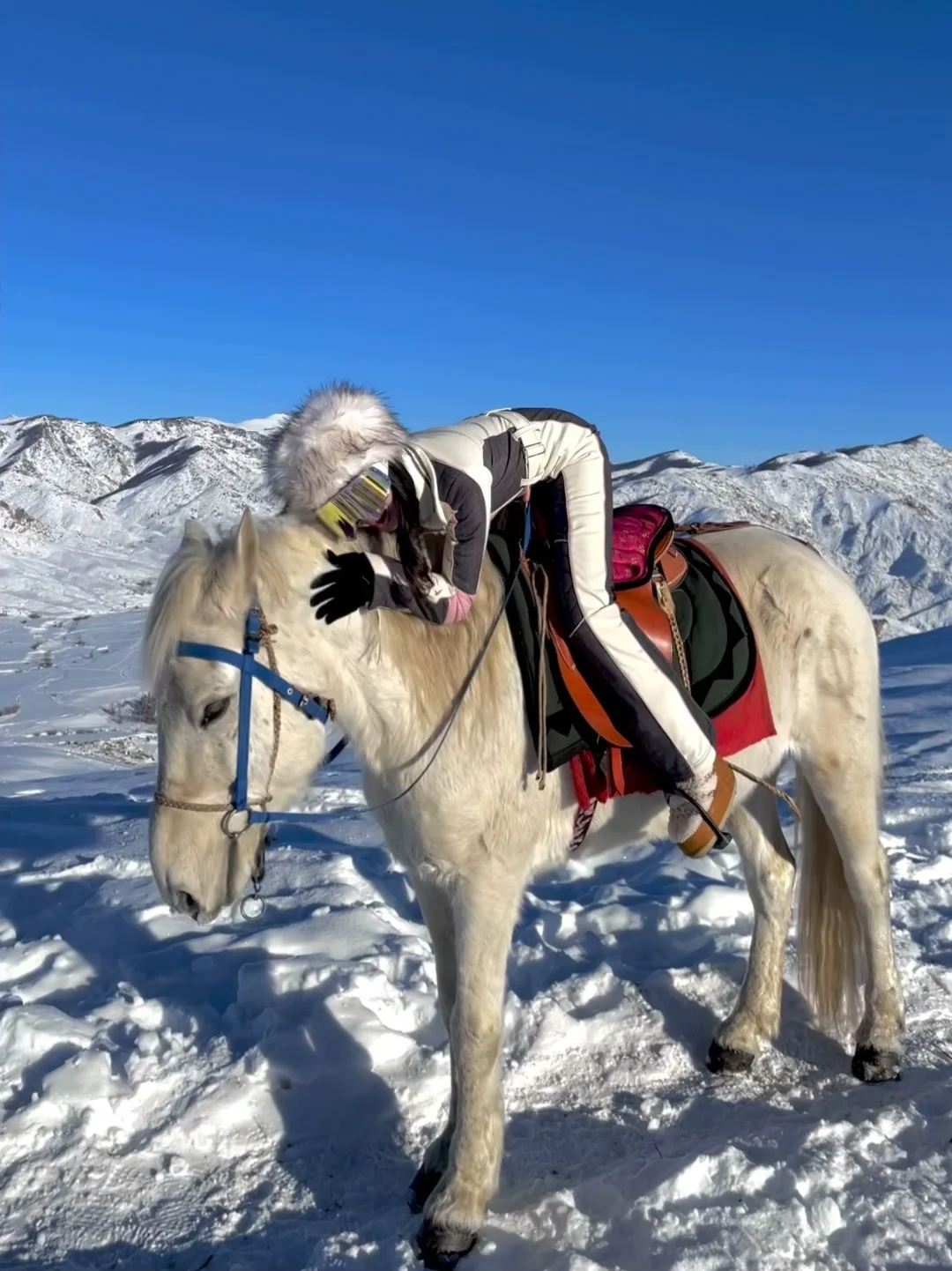 来新疆我只做一件事🐎