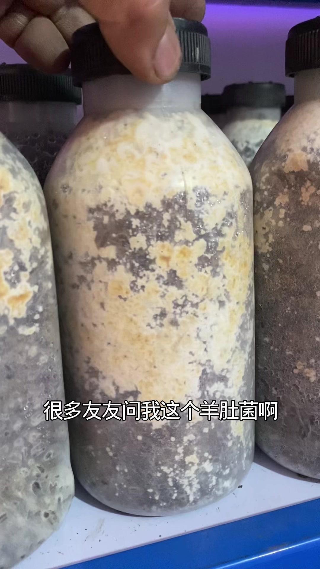 🍄农场羊肚菌种子终于能发货啦！这次发的是子弹头品种，菌核长得满满一瓶，状态超棒