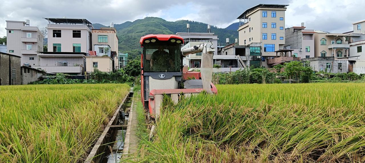漳州市长泰区石横村——夏季稻谷收割开始了，这一季由于风调雨顺，气候宜人，水稻长势