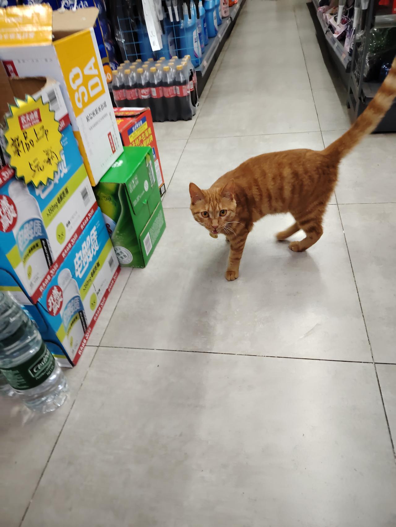 可爱的猫咪逛超市
2026年6月5日拍摄于武汉保利时代