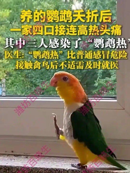 男子养4只鹦鹉3只死亡后全家倒下鹦鹉夭折后一家四口接连中招！这事太吓人潍说浪社会