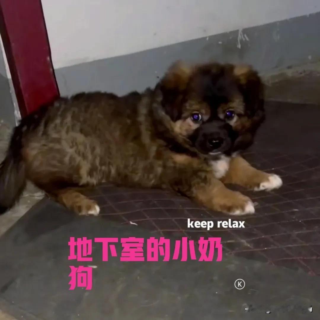 如果你发现一只流浪的小奶狗，小奶狗很招人喜欢，你会怎么办？

一个外卖小哥在地下