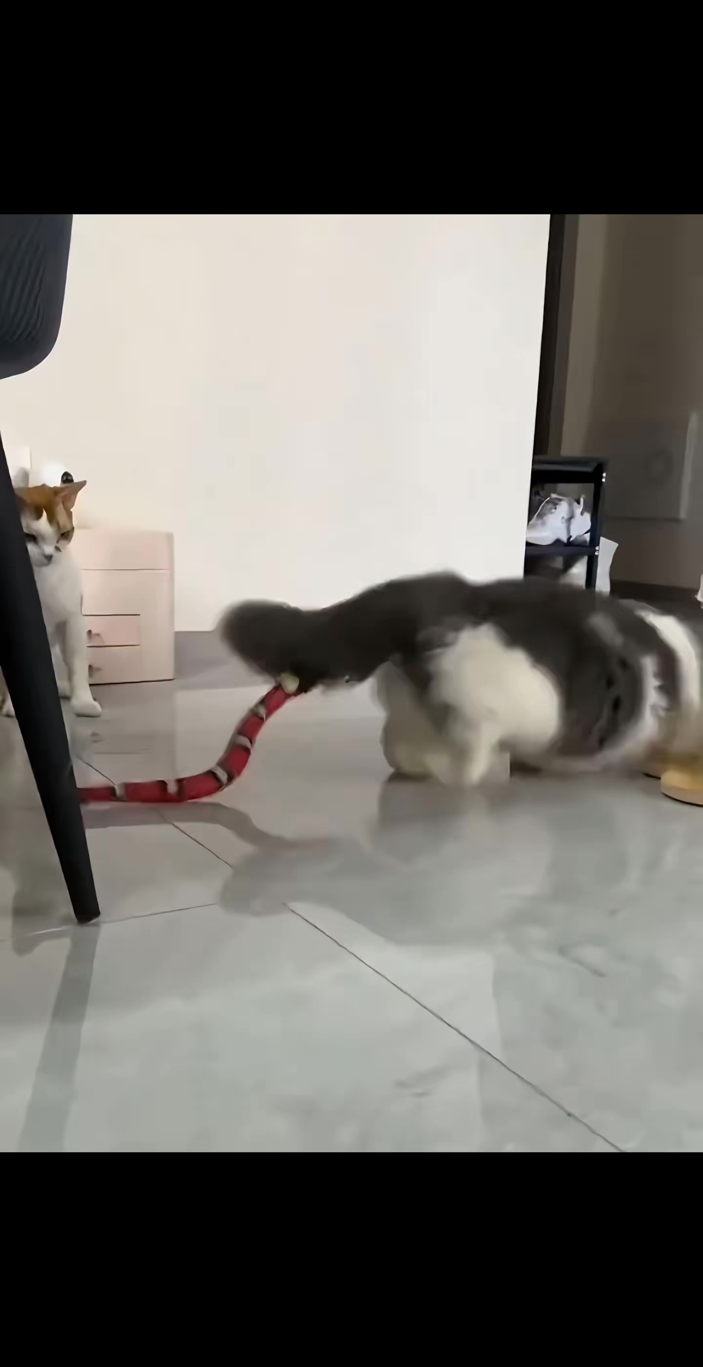 猫咪：死腿快跑啊🙀 