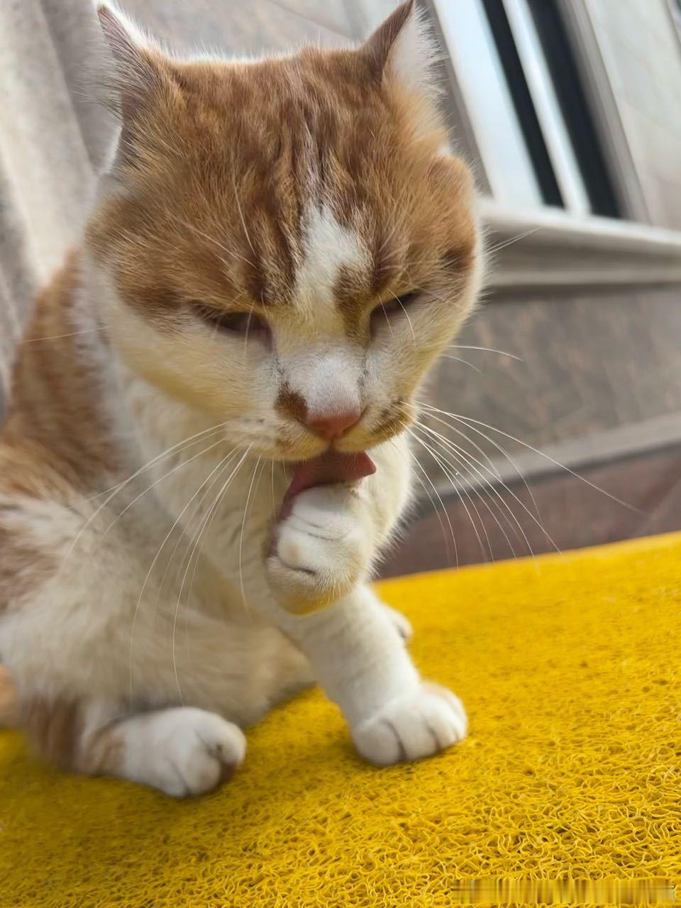 49144【丑猫】感受… 