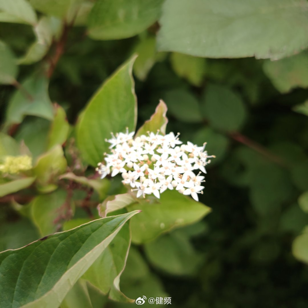 风风雨雨是岁月，健健康康是底气，顺遂吉祥～ 