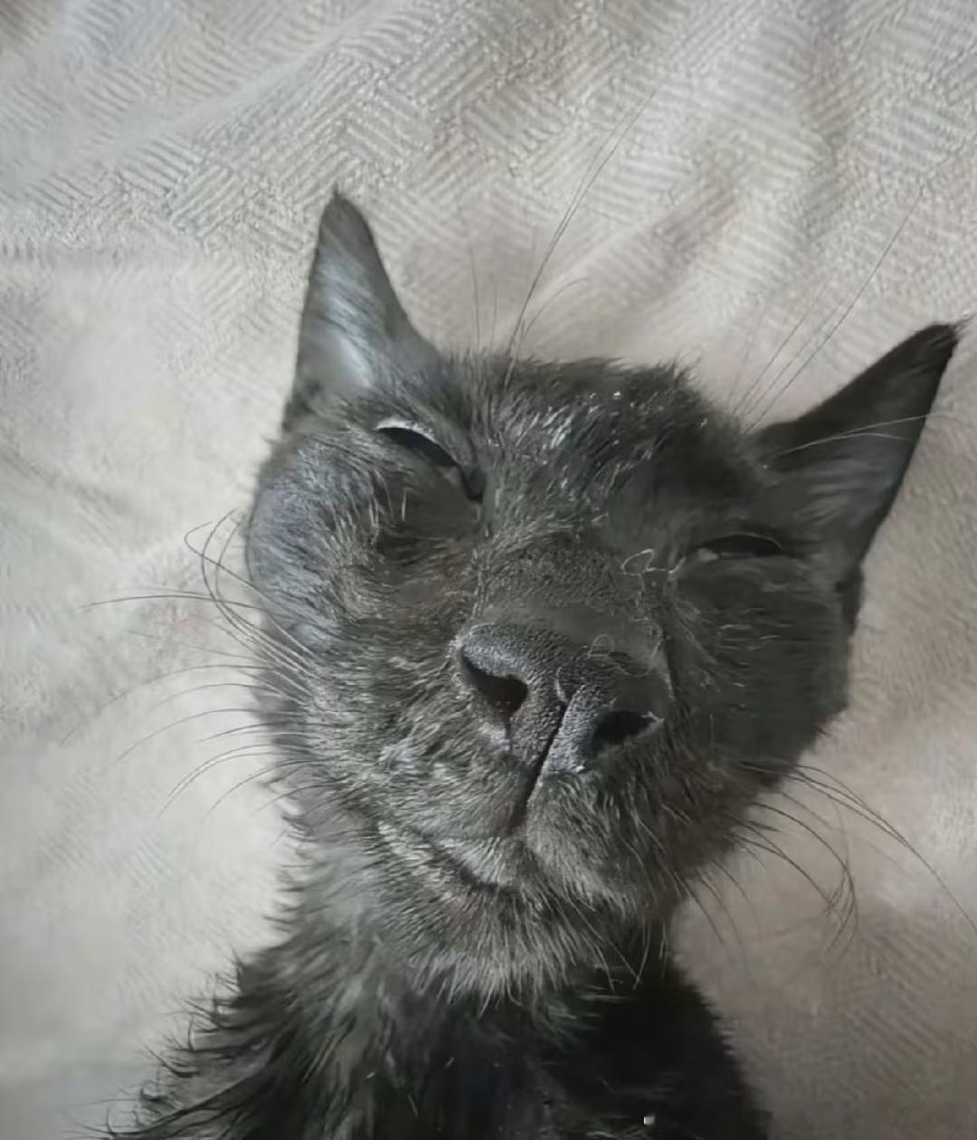50312【丑猫】刷b站刷到的，丑我一跳我 