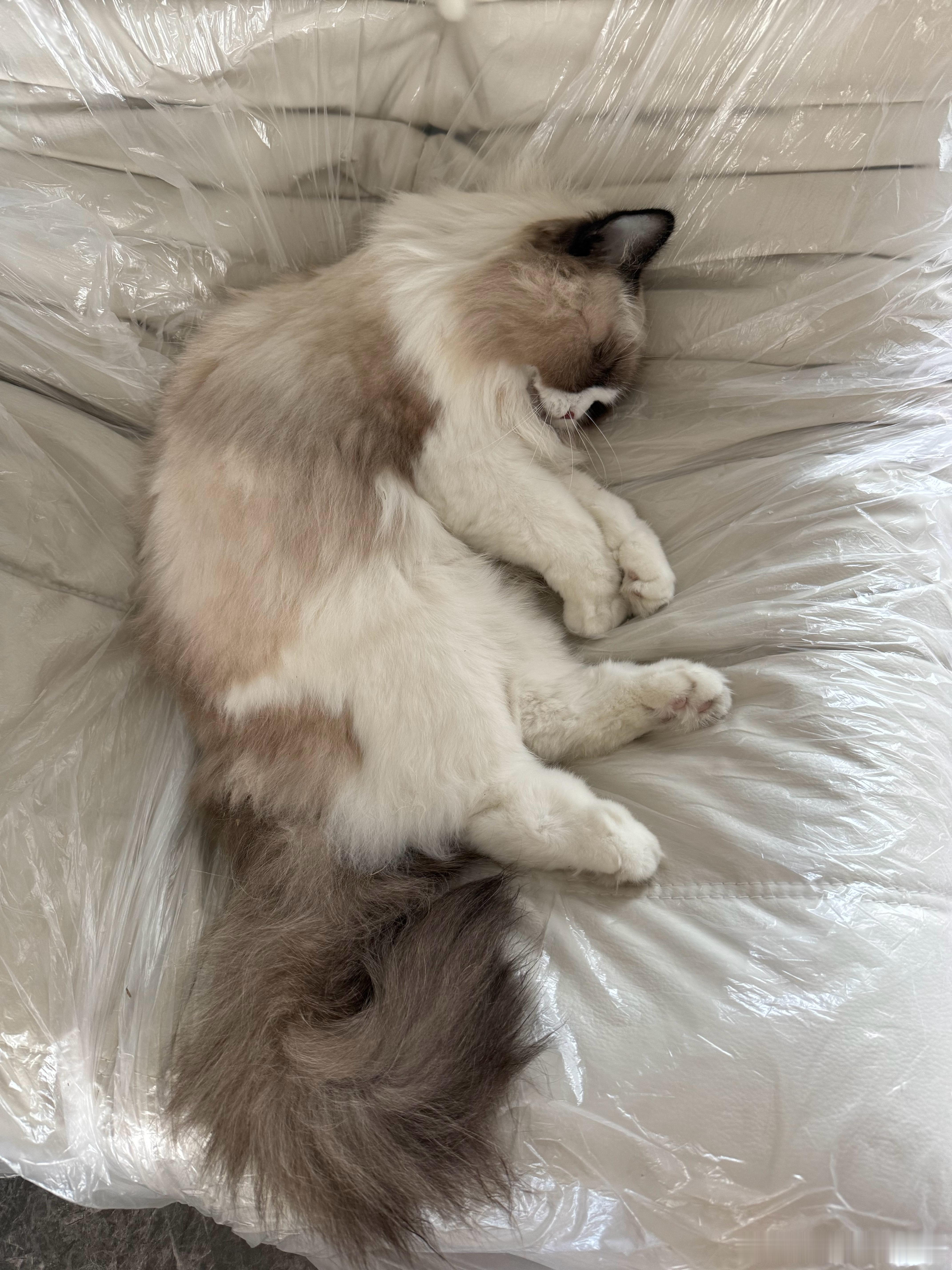 仿佛只是像平常一样睡着了。 