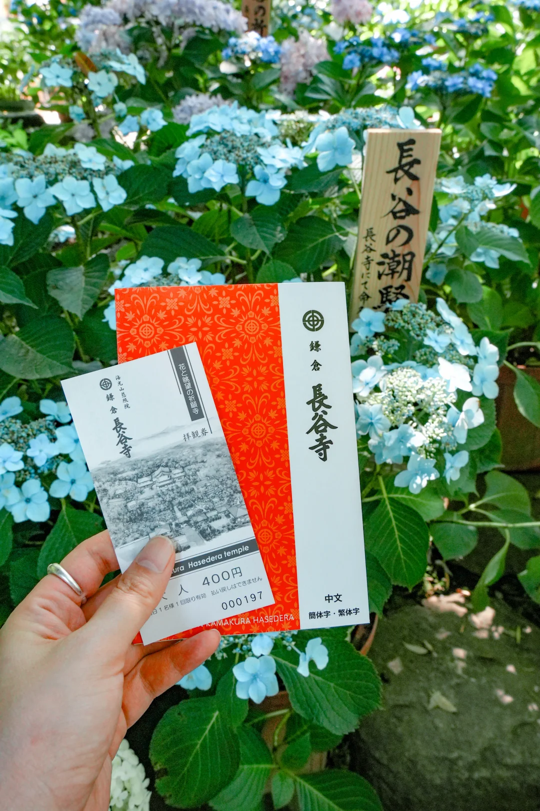 镰仓长谷寺：当我在日本solotrip时
